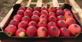 Ofrezca manzanas frescas de Royal Gala, Gala must, Champion,