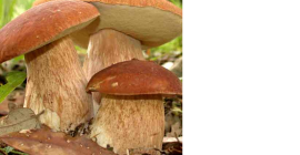 champiñones frescos como máximo dos días después de la