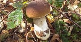 Hola, tengo a la venta: boletus pequeño 1kg- 8