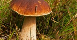 Compra Boletus White 20 PLN. Kg Podgrzybek Mały -