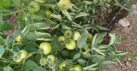 Compro tomates precocinados, sabrosos y saludables, su propia cultura