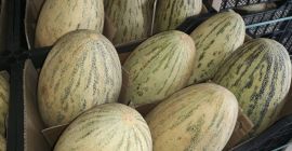 Hola, tengo a la venta Torpedo Melón. Bienes en
