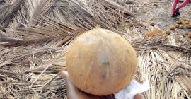 Hola, tomaremos sus requisitos para nuestras nueces de coco