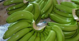 Plátanos de Cavendish disponibles a precios baratos, comuníquese con