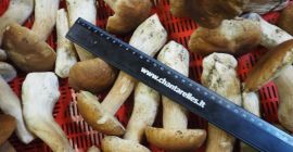 Estoy buscando comprar champiñones Estoy buscando comprar champiñones frescos I II III