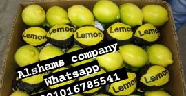 (Limón fresco) -Diversidad: Adalia (Limón fresco) -Diversidad: Adalia y Verna -Calibres: 80/88/100/105/113/125/138/165 -Temporada: