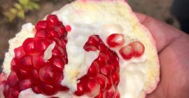 Granada fresca - Origen: Egipto. - Variedad: Granada Roja