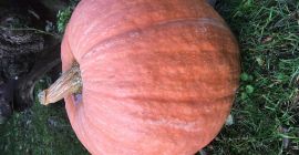 Venderé calabazas bambino, interesado, contácteme
