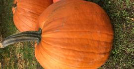 Venderé una calabaza de Halloween, contáctame si estás interesado.