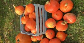 Venderé una calabaza de Hokkaido. La calabaza Hokkaido es