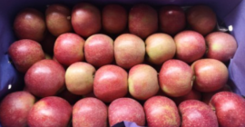 Cantidad disponible por semana: 1512 cajas de madera a&#39;13