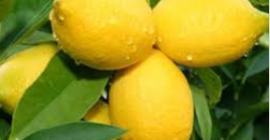 Fruto de la provincia de Chuzestan