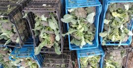 Brócoli de jardín producido en Moțăței