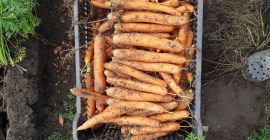 Venderé zanahorias, nerac, bienes comerciales 2,5-4