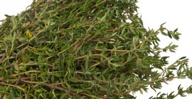 Buen tomillo de Egipto, a un alto nivel de