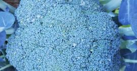 El brócoli está listo. Calibre 1kg