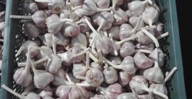 Venderé 4 toneladas de ajo, calibre Harnaś +45 a