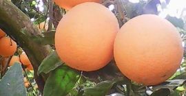 Naranja fresca: Naranja Navel: (noviembre a marzo) Tamaños: 44/48/56/64/72/80/88/100/105/113/125.