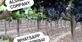 10- Uvas Frescas: - Origen: Egipto - Variedad: Uvas