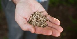 Contenido de ácidos grasos de alto peso molecular: -