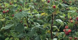 Compro plántulas de frambuesa, para pedidos llame al 0765881772