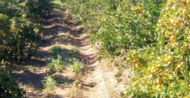 Mandarina española Valencia Mix clase 1 y 2 precio