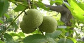 si quieres comprar podemos discutir su precio, número para