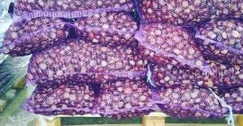 Castañas de Indias recolectadas de personas en Ucrania. MOQ