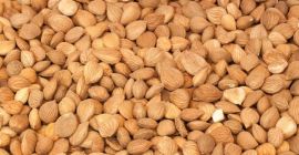 Granos de albaricoque para la venta