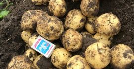 Las papas dan fruto 2019 al mejor precio al