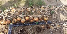 Cebollas en venta - alrededor de 400 toneladas. Variaciones: