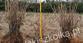 Venda plántulas de grosella roja: 20,000 piezas Rovada, 20000