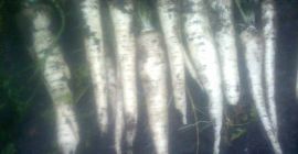 Venderé perejil blanco, tamaño comercial. Recogido a mano.