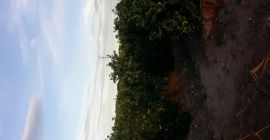 Naranjas del tribunal para el precio de venta a