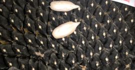 VENDO SEMILLAS FAVORITAS DE LA CULTURA DE ESTE AÑO.