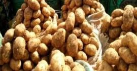 Papas irlandesas en gran cantidad, batatas y otras formas