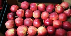 Ofrecemos manzanas de diferentes variedades en grandes cantidades.