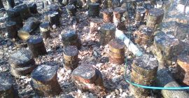 Shiitake (Lentinus Edodes) ECO, uscat natural (secado natural).