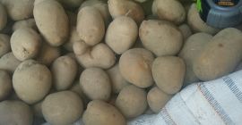 Hola vendo papas tifón variedad 100 toneladas GRAN embalaje