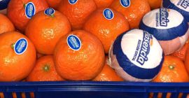 En venta - MANDARIN calibre 1, 2, 3, 4