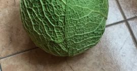 Hola, tengo que vender 2-3 kg de col italiana