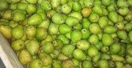 Compraré una pera fresca, conferencia, lukas, otro, cualquier empaque,