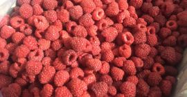 Venderé frambuesa congelada, cantidades: 8, 9, 10 kg -