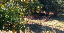 Mandarinas de Valencia, precio con entrega de 3.45-4.10 PLN