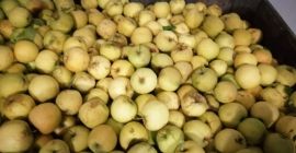 Muy sabrosas manzanas rumanas, + 15brix, caballo + 70