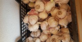 Venda ajo. Puede encontrar información detallada en mayerp92@gmail.com o