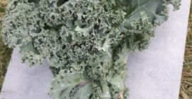 Venderé grandes cantidades de col rizada en cajas o