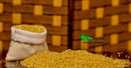 MILLET SEEDS MOQ 18 TONELADAS nuestra web www.peanuts.sd tel