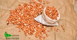 maní MOQ 18 TONELADAS FIRSTEYE AGRO EXPORT web www.peanuts.sd