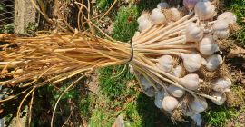 Saludable ajo ajo ornak!